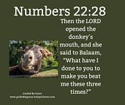 OPENED THE DONKEY'S MOUTH / NUMBERS 22:28