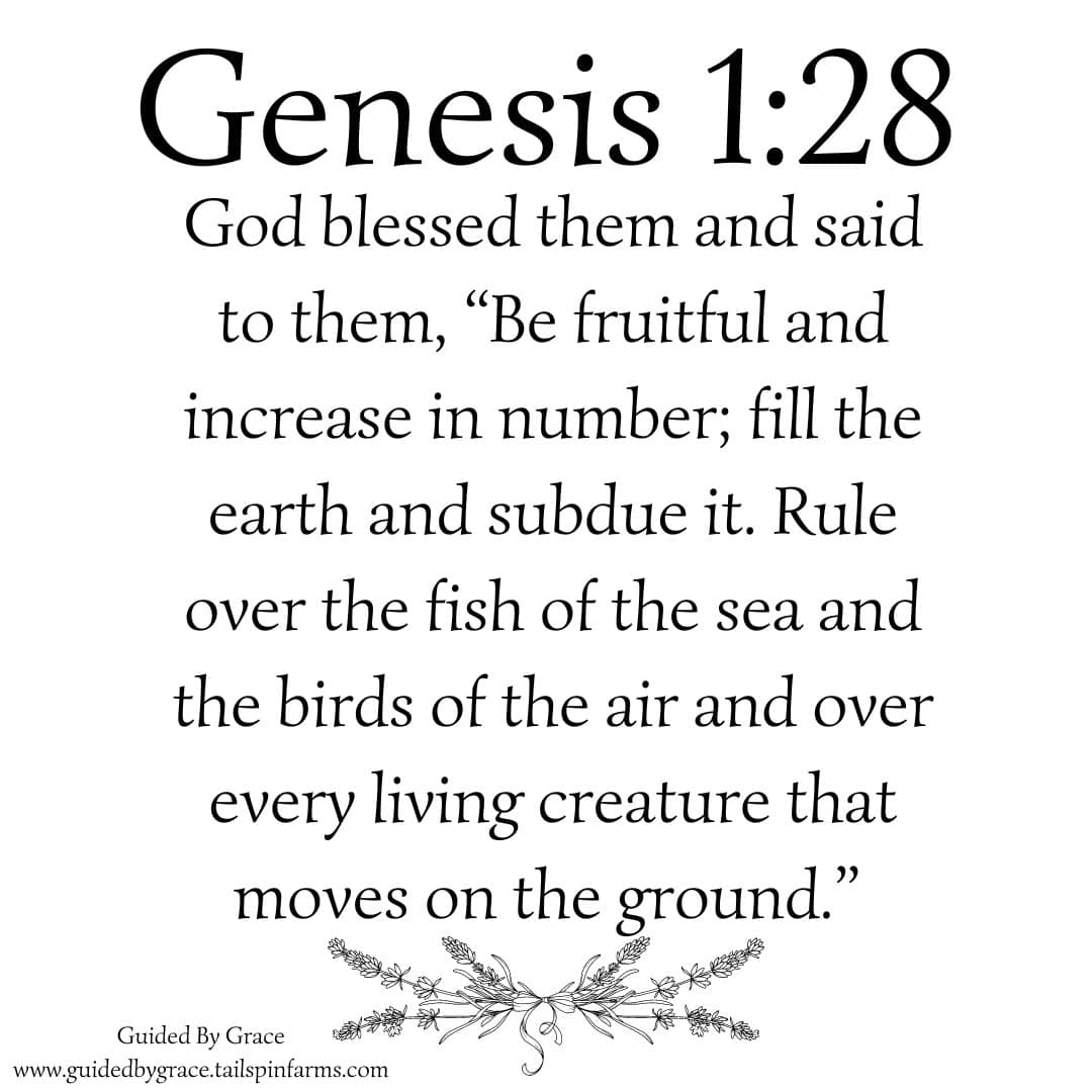 Genesis 128