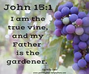 I AM THE TRUE VINE / JOHN 15:1