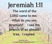 BRANCH OF AN ALMOND TREE / JERMIAH 1:11