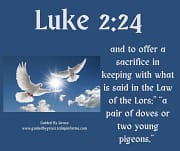 A PAIR OF DOVES / LUKE 2:24