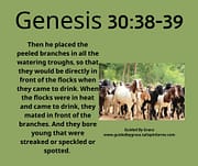 BORE YOUNG THAT WERE STREAKED OR SPECKLED OR SPOTTED / GENESIS 30:38-39