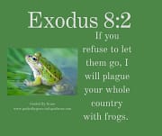 FROGS / EXODUS 8:2