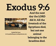 LIVESTOCK OF THE EGYPTIANS / EXODUS 9:6