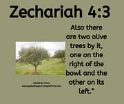TWO OLIVE TREES / ZECHARIAH 4:3