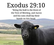 THE BULL / EXODUS 29:10