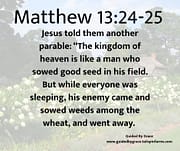 GOOD SEED ... WEEDS / MATTHEW 13:24-25