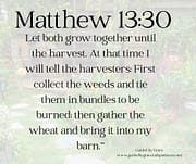 LET BOTH GROW TOGETHER / MATTHEW 13:30