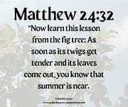 THE FIG TREE / MATTHEW 24:32