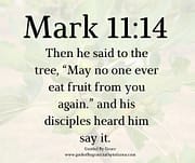 MAY NO ONE EVER EAT FRUIT FROM YOU AGAIN / MARK 11:14