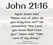 TAKE CARE OF MY SHEEP / JOHN 21:16