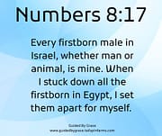 EVERY FIRSTBORN / NUMBERS 8:17