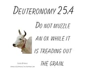 NOT MUZZLE AN OX / DEUTERONOMY 25:4