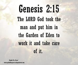 Genesis 215