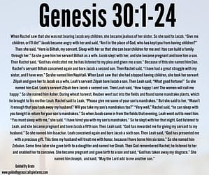 Genesis 301-24
