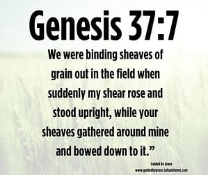 Genesis 377