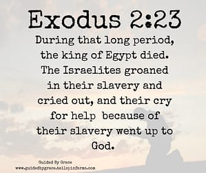 Exodus 223