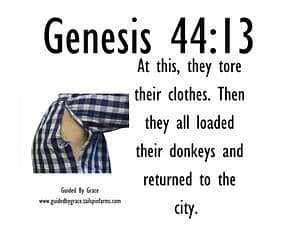 Genesis 4413