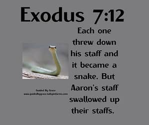 Exodus 712