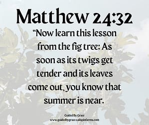 Matthew 2432