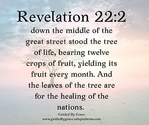 Revelation 222