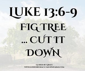 Luke 136-9