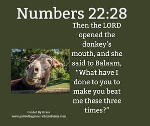 Numbers 2228